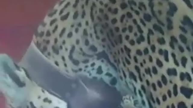 Jaguar cubs and mother released back into Argentinian wetlands