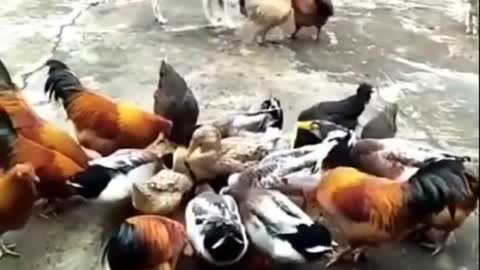 The pet dog fight