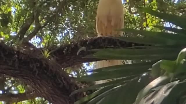 White Peacock Calls While Perched in a Tree