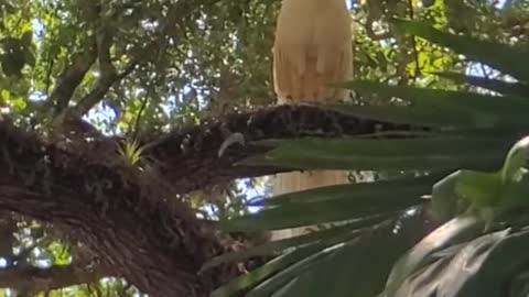 White Peacock Calls While Perched in a Tree