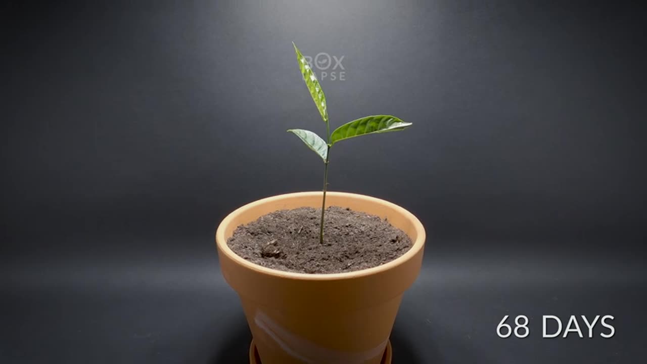 110 Days in 66 Seconds - Jackfruit Time-lapse