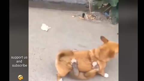 Watch how monkeys attach to dogs