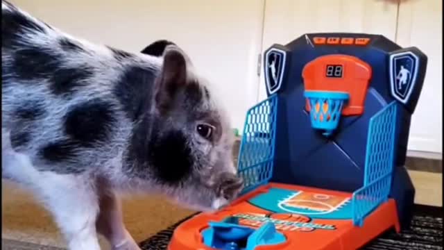 Crispy the Piglet Drains Toy Basketball Shot