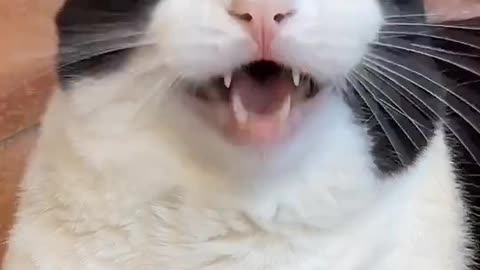 Cats and Cat Voice Mom Videos - Best Animal