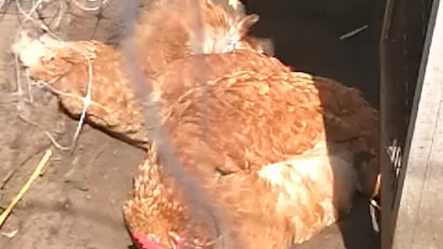 Two chickens taking a sandshower