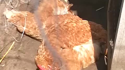 Two chickens taking a sandshower