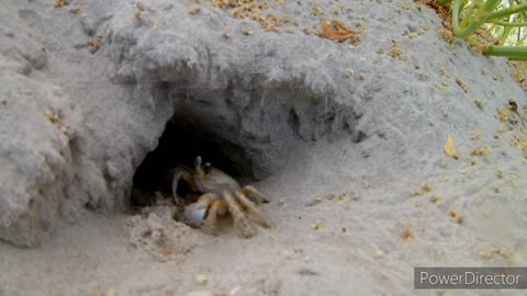 Galveston Ghost Crab