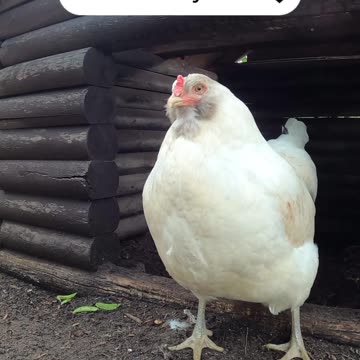 OMC! It's Whitey! 😍❤️❤️ #whitey #chickens #introduction #shorts #hens #chickenlife #birds #love
