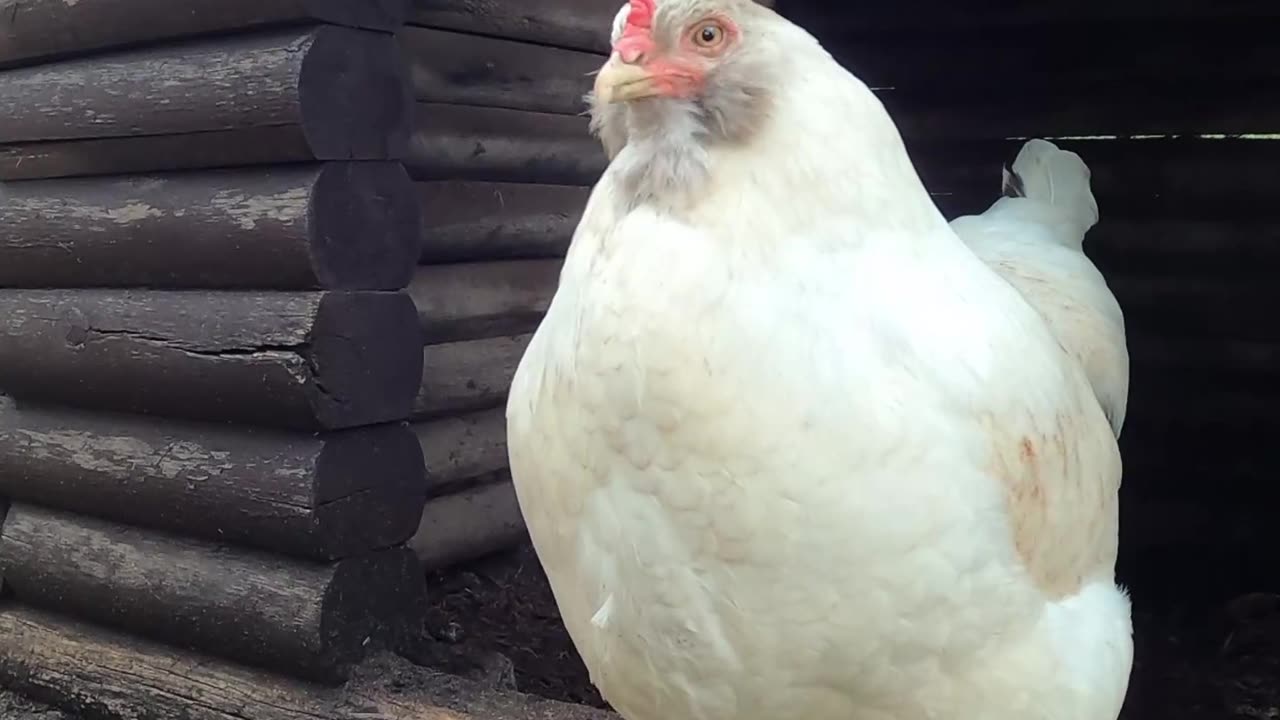 OMC! It's Whitey! 😍❤️❤️ #whitey #chickens #introduction #shorts #hens #chickenlife #birds #love