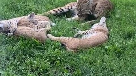 Baby Bobcat calls for human help to save his mother