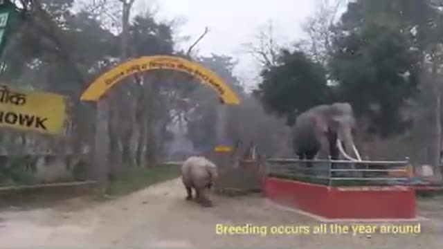 What a cute animal