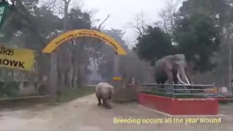 What a cute animal