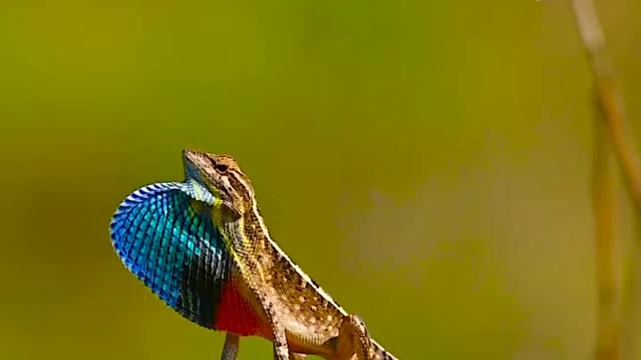 In first frame : nilgai 2nd frame :Indian peafowl 3rd frame :fan throated lizard