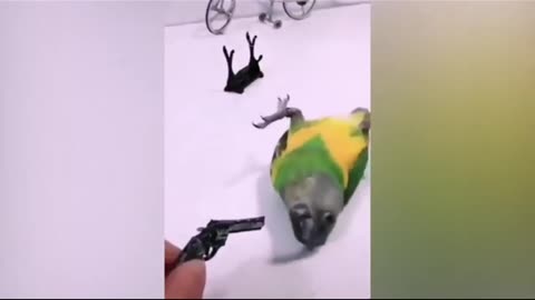 Awesome parrot.