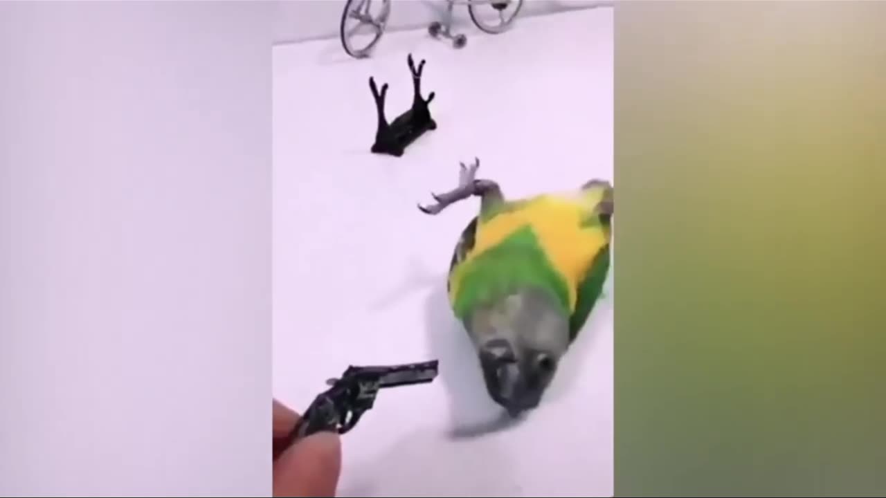Awesome parrot.