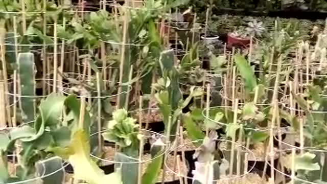 MINI CACTUS FLOWER GARDEN