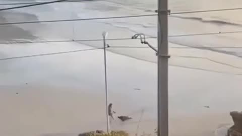 Seal Chases Person Off It's Beach