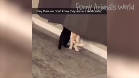 funny animal videos #2023