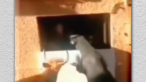 Cow Comedy video
