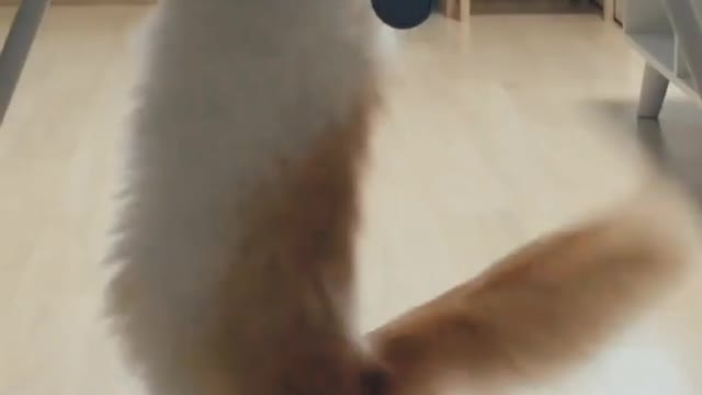Cat sports time