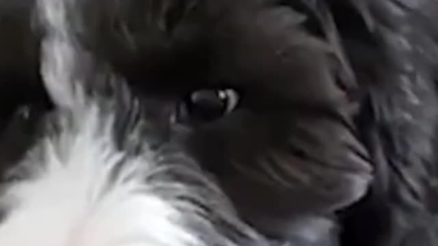 Funny dog, are you laughing?