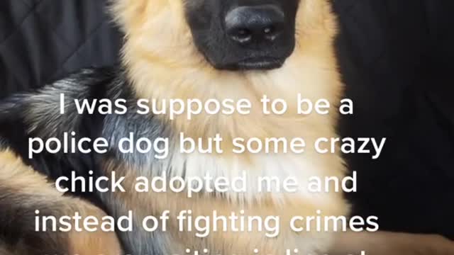 I was suppose to be a police dog but some crazy chick adopted me and