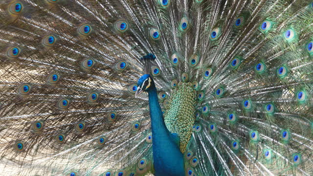 Peacock Tail Feathers - A mixture of bright colors