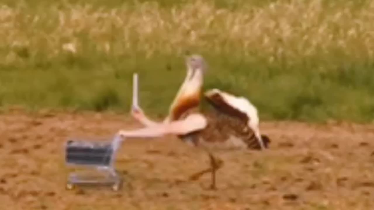 What if the birds had a Hands?????