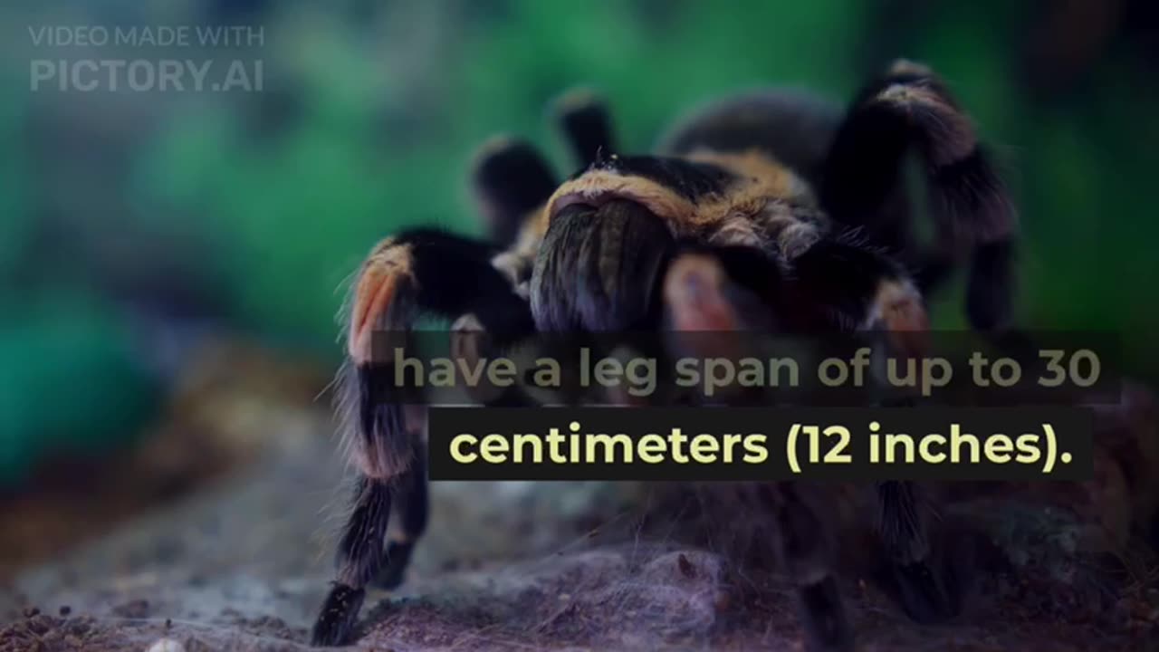 some interesting facts about spiders.