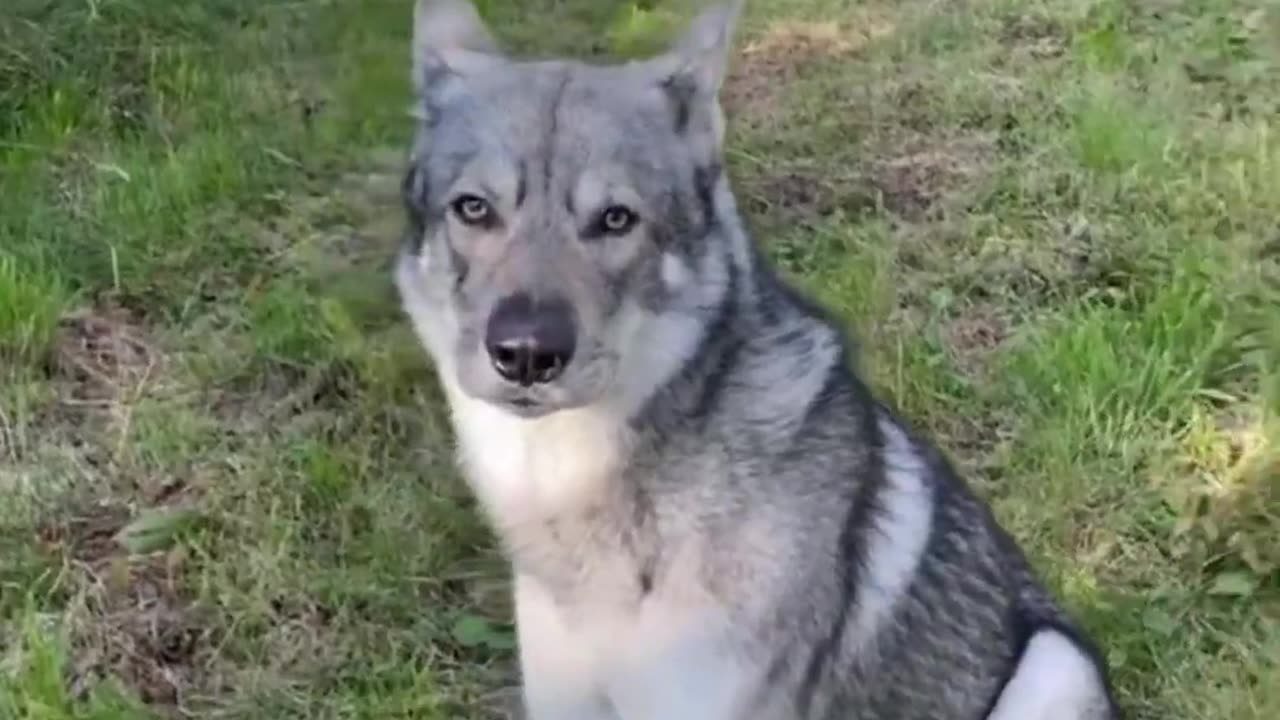 TOP 10 Dog Breeds That Look Like Wolves