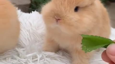 Cute rabbit baby eating Timothy hey 🐇🐰🐰bunny