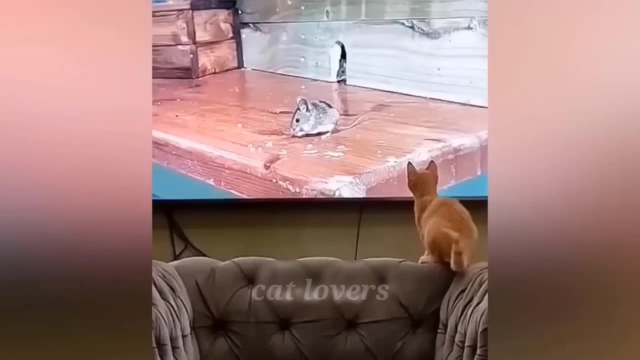 Funny Cat Fails | Funny Cat