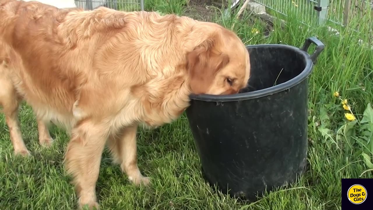 Cute Puppies Playing in the Garden