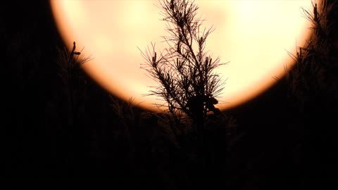 Pink moon, the largest full moon of the year on April 7, 2020 over Las Vegas.