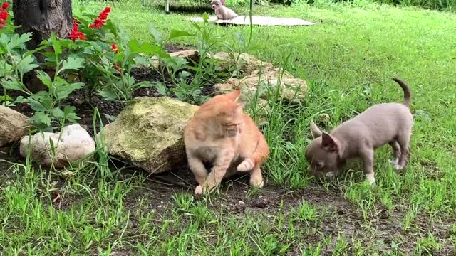 🐈 & 🐶 #Chihuahua