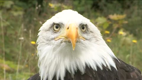 Royal eagle with Wight head