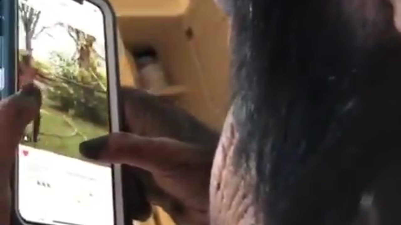 Here's a video of a Chimpanzee using Instagram. It's eye-opening.