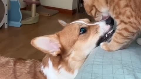 Cute Cat and Dog Friendship