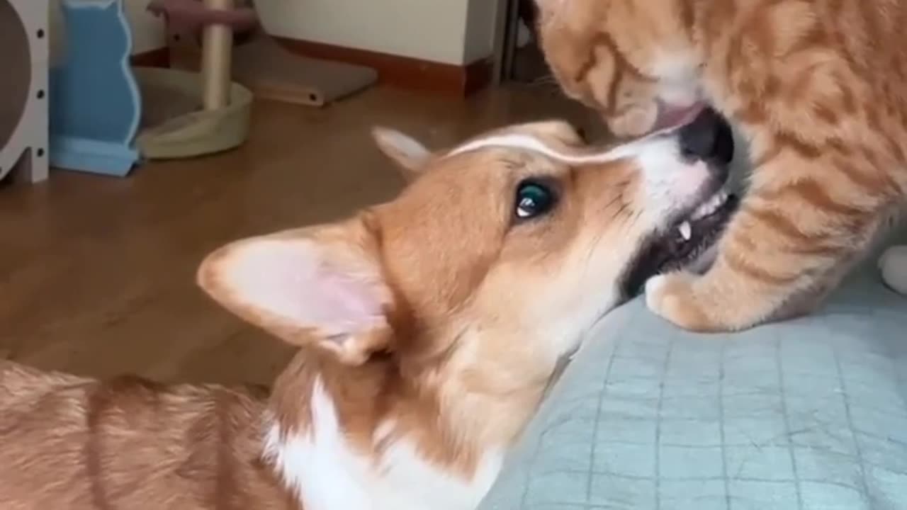 Cute Cat and Dog Friendship