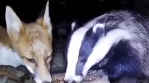 Fox & Badger share a midnight feast