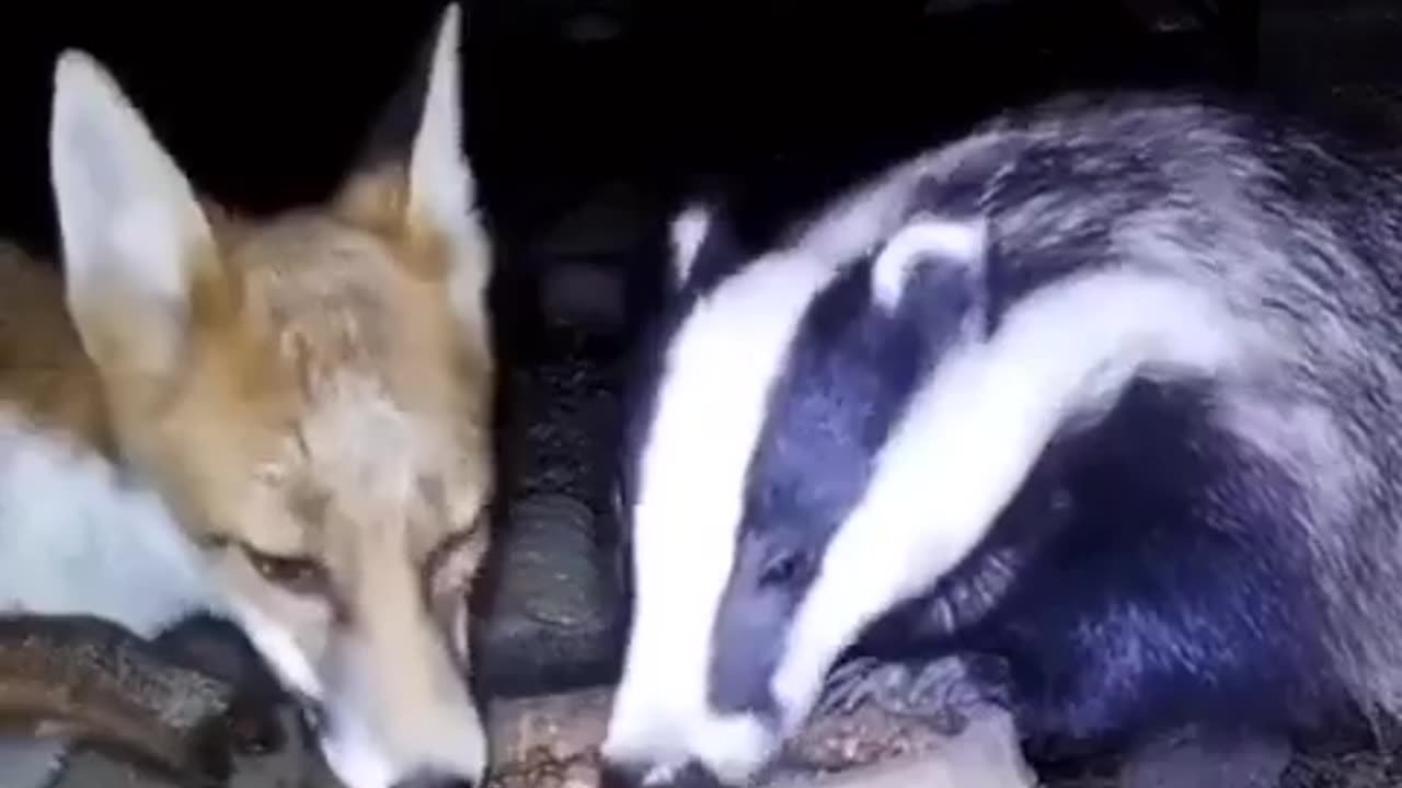 Fox & Badger share a midnight feast