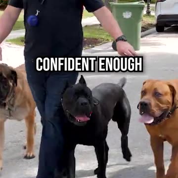 What a Neuralink Conversation Between Dogs Would Look Like