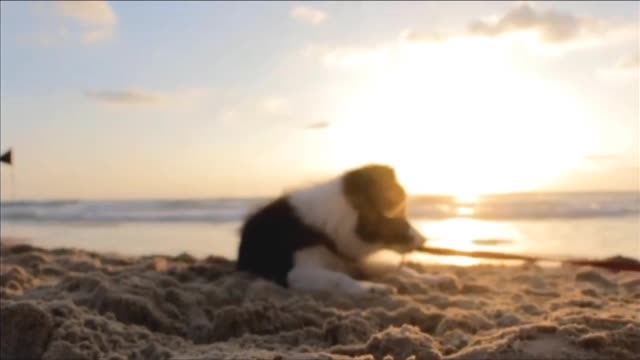 Dog by the sea