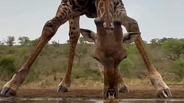 Ever seen a giraffe drink water You are welcome