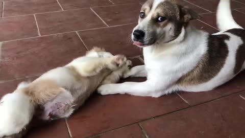 Dog finds happiness after being abandoned with best friends