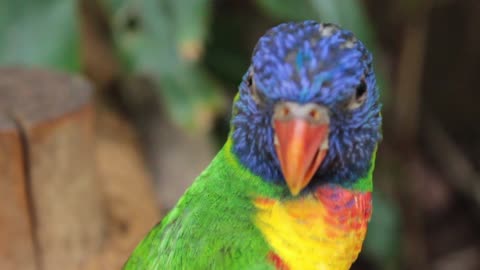 Distinctive parrot