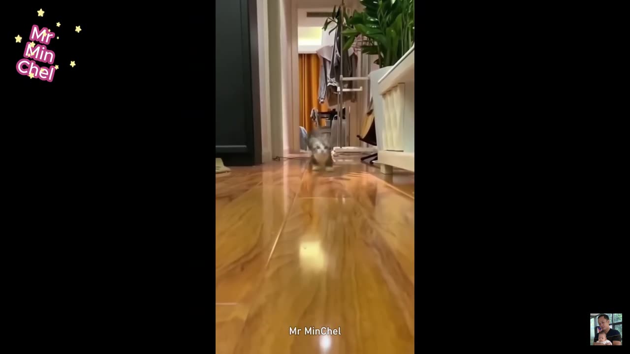 est Funny Animal Videos –🐶Dogs & Cats😹 That Will Make You Laugh!