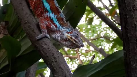 Vibrant Red Panther Chameleon Enjoys a Tasty Meal in the Wild!