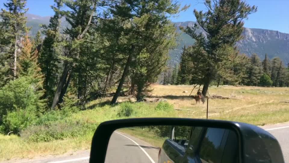 Rare Footage of a Grizzly Bear Attacking a Cow