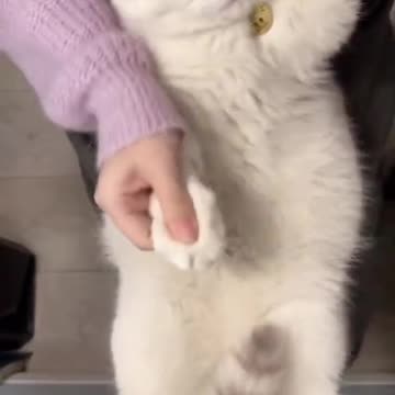 Laugh Out Loud with the Funniest Cat Video of All Time #49